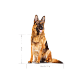 SHN MAXI ADULT 5+ - ADULTO 5+.png
